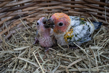 baby sun conure bird in Bird's nest