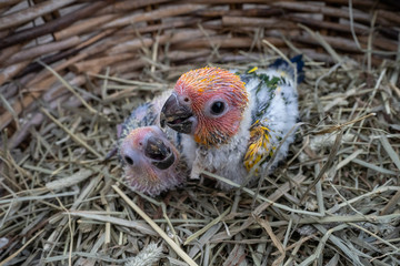 baby sun conure bird in Bird's nest