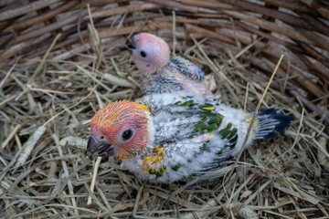 baby sun conure bird in Bird's nest