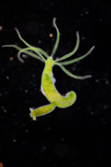 Hydra is a genus of small, fresh-water animals of the phylum Cnidaria and class Hydrozoa under the...