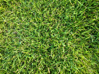Green grass background texture. Football or golf field.