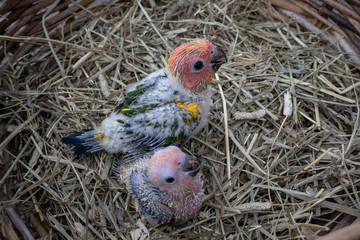 baby sun conure bird in Bird's nest