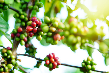 Robusta coffee farm and plantation on the south mountain of Thailand.