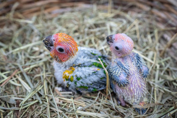 baby sun conure bird in Bird's nest