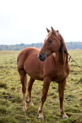 Bay horse on pasture