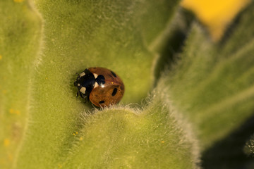 Marienkäfer