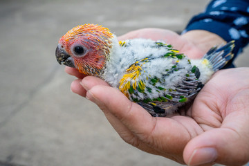 baby sun conure bird on hand