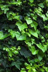 Ivy growing on wall, many shades of green, ideal background image as well as displaying the many shades and sizes