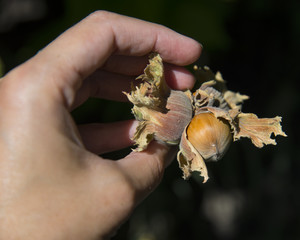 Hazelnuts on thr tree at summer day