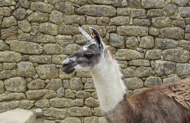 Natural llama on the Machu Picchu ruins