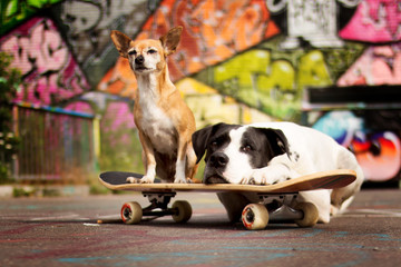 Hunde mit Skateboard