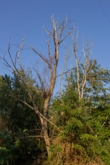 Old tree in the forest