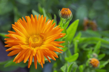 Orange yellow flower Calendula,Marigold at sunny day on green background