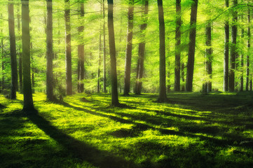 sunny and bright forest at spring