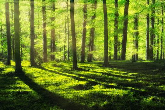 Fototapeta sunny and bright forest at spring