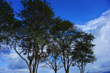 tree and blue sky