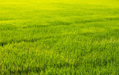 Obraz na płótnie Canvas Beautiful green rice field and sunset light.
