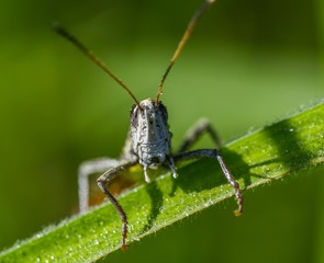 grashüpfer