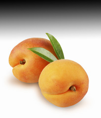 TWO APPRICOTS ON GRAD