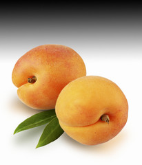 TWO APRICOTS ON GRAD