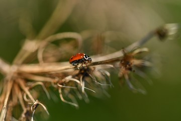 Fototapeta premium marienkäfer