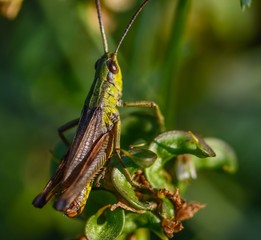 grashüpfer