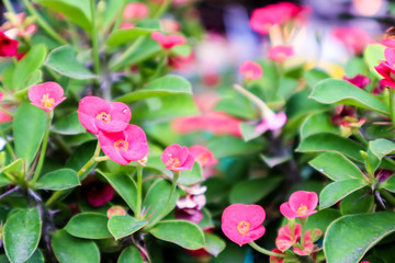 Crown of Thorns, Christ Thorn red flower found in tropical countries