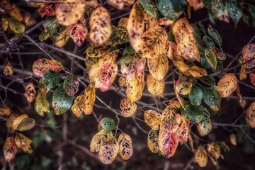 Bunte Herbstblätter an einem Busch