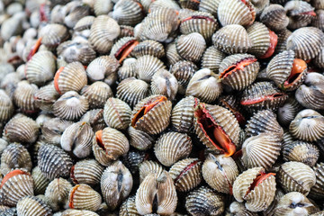 Fresh Cockle is placed in a row on refrigerated panel