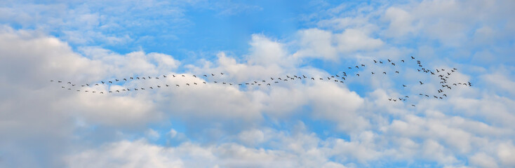 Panorama mit Zugvogel Kranich und Schwarm am fliegen im Himmel