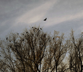 Black crows sit on the branches of a tree. Dark sky. Gloomy background. Storm cloud. Bad weather. Many birds on the tree. Bare dry branches.