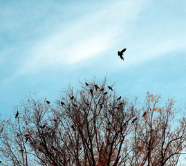 Black crows sit on the branches of a tree. Dark sky. Gloomy background. Storm cloud. Bad weather. Many birds on the tree. Bare dry branches.