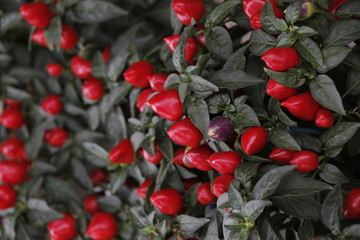 Pimiento
