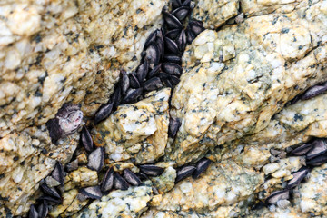 Mussel is usually having a dark elongated shell hang on rock