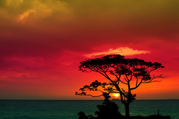 sunset back over silhouette branch tree  on evening sky and see the ocean