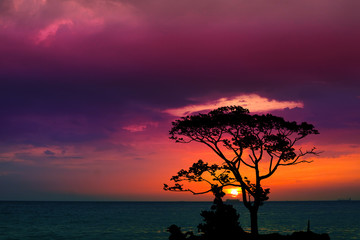 Fototapeta na wymiar sunset back over silhouette branch tree on evening sky and see the ocean