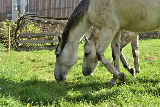 Horses