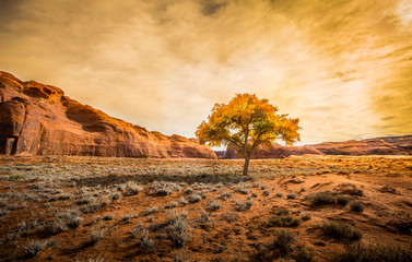 cotttonwood tree, desert