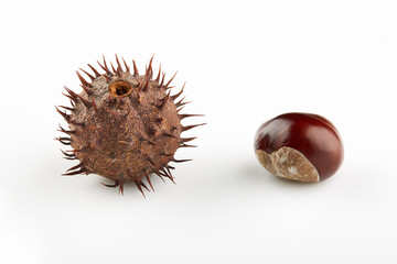 Two chestnuts with thorny peel on white background