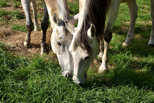 Horses
