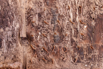 Old monastery wooden door details with metal parts