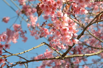 Pink Flowers