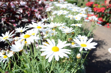 White Flower