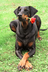 Dobermann with Red Rose