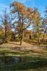 Old autumn tree in Tsaritsyno park, Moscow, Russia