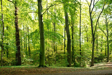 Forest in the summertime in the sunny day