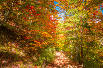 Fototapeta premium Autumn in Cozia, Carpathian Mountains, Romania. Vivid fall colours in forest. Scenery of nature with sunlight through branches of trees. Colorful Autumn Leaves. Green, yellow, orange, red.