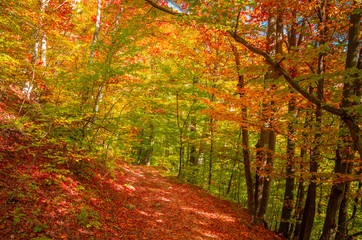Naklejka premium Autumn in Cozia, Carpathian Mountains, Romania. Vivid fall colours in forest. Scenery of nature with sunlight through branches of trees. Colorful Autumn Leaves. Green, yellow, orange, red.