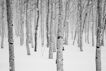 Wasatch Mountains, Utah.photo:Adam Clark