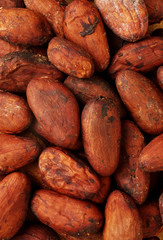 COCOA BEANS